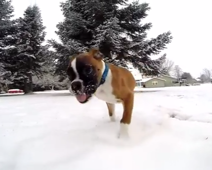 雪の積もった広場を走り回る後ろ足の無いボクサー犬
