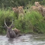 ウォーターバックを狩るライオンの群れ