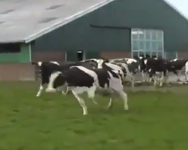 新鮮な牧草が生い茂る新しい牧場に大喜びする牛たち