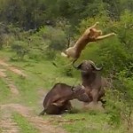 アフリカ水牛に突き上げられる雌ライオン
