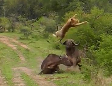 アフリカ水牛に突き上げられる雌ライオン