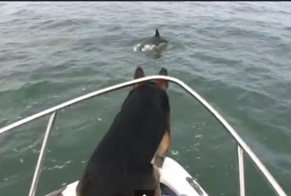 イルカのジャンプを目の前で見たワンコが思わず…！