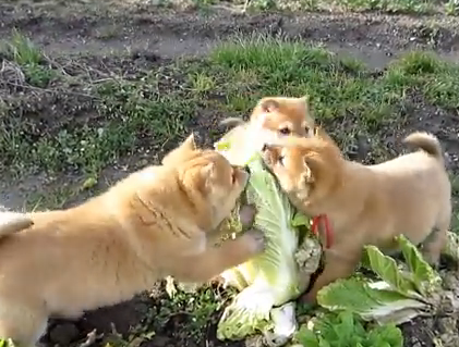 畑の白菜を食べる3匹の山陰柴犬の子