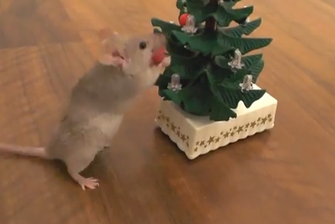 クリスマスツリーに飾り付けをするネズミ