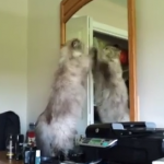 猫、鏡に映る自分と対戦中？