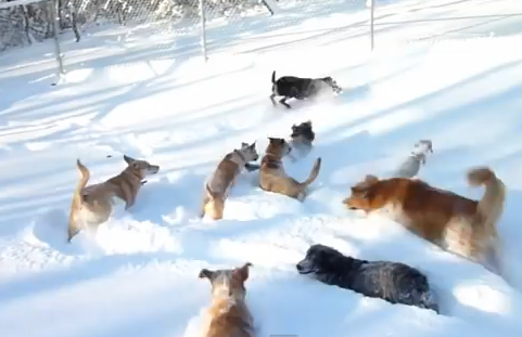積もった雪に大喜びな犬の群れ