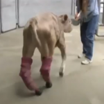凍傷で後ろ足を失った子牛、義足で歩行