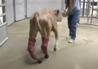 凍傷で後ろ足を失った子牛、義足で歩行