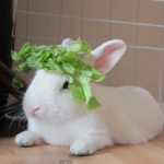 ウサギの頭にレタス帽子