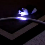 LEDフラフープで遊ぶ猫