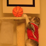 猫バスケットボール