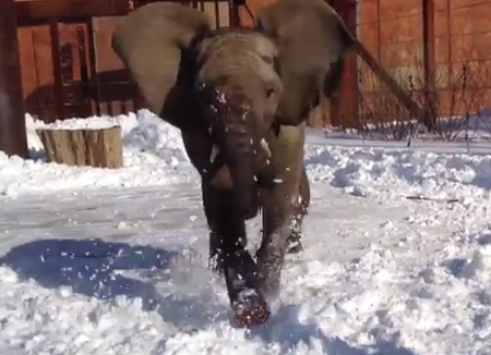 積もった雪に興奮する象
