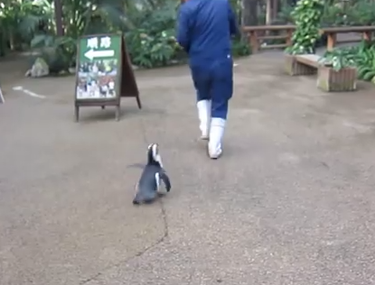飼育員に恋をしたペンギン