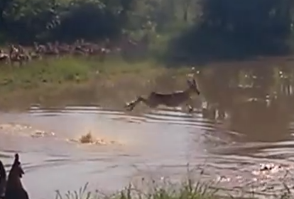 ジャンピング川渡りをするインパラを捕獲するワニ