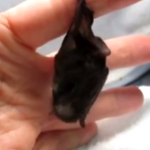 人の指位サイズのコウモリの赤ちゃん