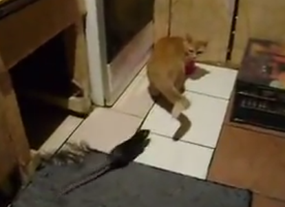 ネズミに襲われる猫