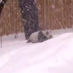 寒さに強いジャイアントパンダの雪遊び