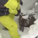 雪に埋まって動けなくなった鹿の救助