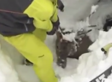 雪に埋まって動けなくなった鹿の救助