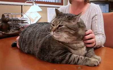 体重16kgの猫、ミートボールちゃんの映像