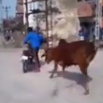 バイクで遊んでいる男に興奮する牛
