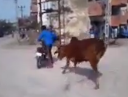 バイクで遊んでいる男に興奮する牛