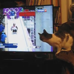 ソチ五輪のリュージュを観戦するネコ