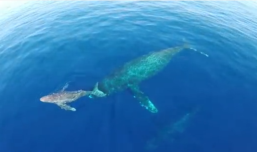 イルカとクジラをカメラ搭載ラジコンヘリで撮影