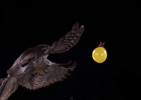 水風船にアタックする鷹のスローモーション映像