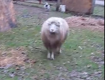 変な走り方で犬と追いかけっこする羊