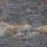 ハイエナの群れ vs. 1頭の雌ライオン