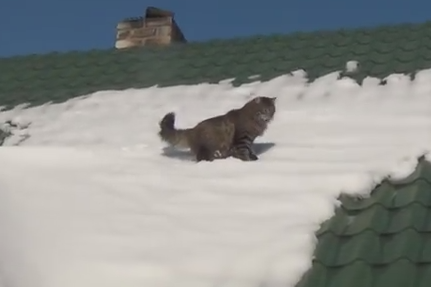 屋根の雪と共に落ちる猫