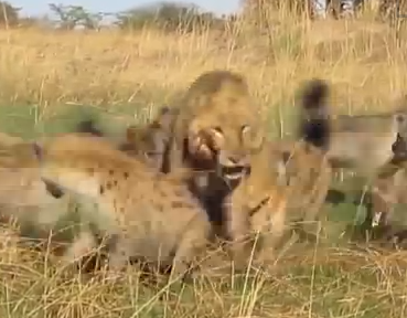 若い雄ライオン vs. ハイエナの群れ