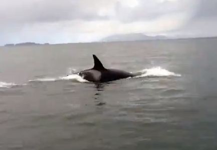 クジラ観察ボートの目の前でシャチがアザラシ狩を始める