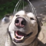 ヘッドマッサージを受けるハスキー犬