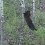 クマの握力、木登り力が高いことを証明する映像