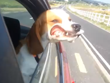 車に乗るビーグル犬、風で口がめくれ上がる