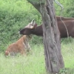 野牛を狙うトラ、反撃する隙を与えない完璧な狩り