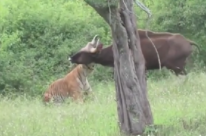 野牛を狙うトラ、反撃する隙を与えない完璧な狩り