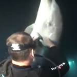 釣り針が刺さったイルカを助けるダイバー