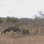 アフリカ水牛の親子を狩るライオンの群れ