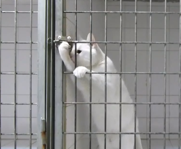 檻から脱出する白猫