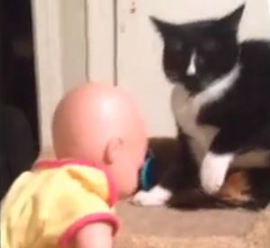 赤ん坊の人形に激しい猫パンチの連打を浴びせる猫