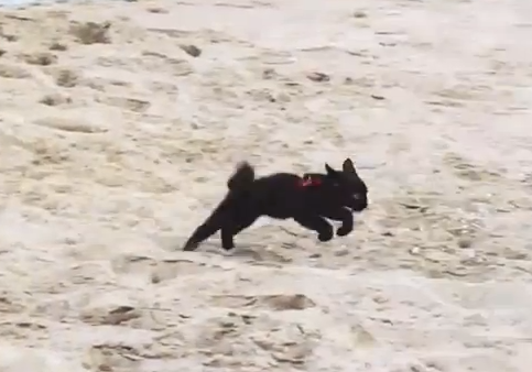 ビーチを愛する子猫
