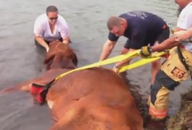 湖で溺れそうになっていた牛の大掛かりな救助