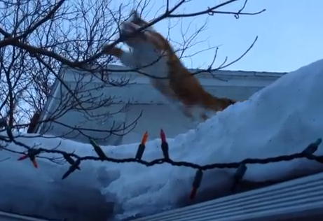 屋根からジャンプした猫が芸術点の高い失敗