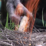 マッチで火を点けマシュマロ炙るチンパンジー属のボノボ