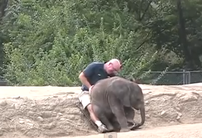 男性の膝の上に座る象の赤ちゃん