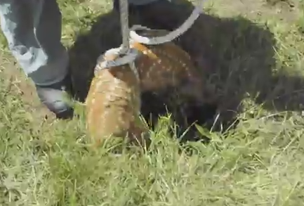 穴に落ちた子鹿をロープで救助