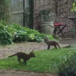 庭で遊ぶ5匹のキツネの赤ちゃん兄弟